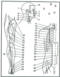 Points Acupuncture Reference Software